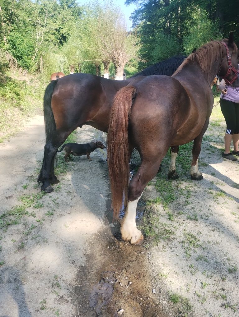 De vânzare iapă !