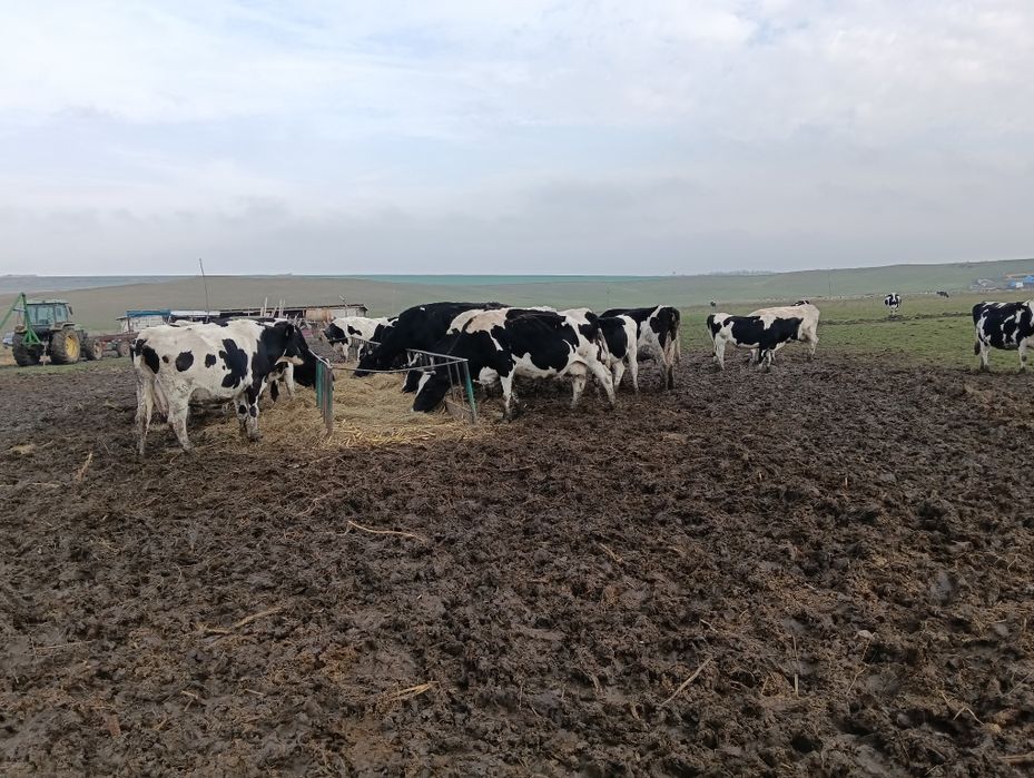 Vând 20 de vaci mulgătoare