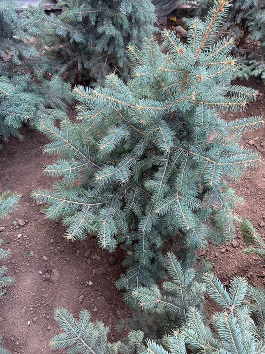 Голубой Ель( Кримский)