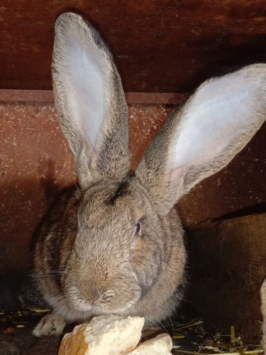 Продам кроликов разных пород все кролики здоровые прививки зделаны
