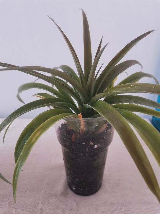 Ананас не дорого