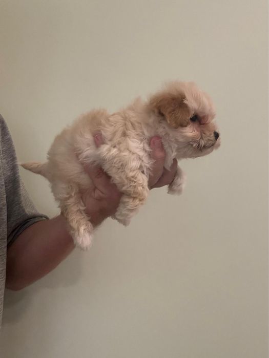 Maltipoo Baiat Toy cu carnet