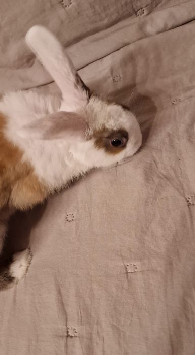 Iepure mascul 5 luni