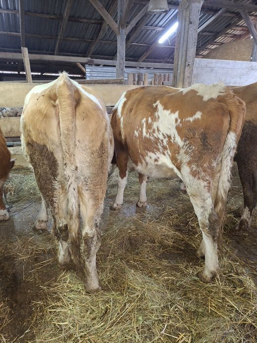 Vând 2 vaci tinere