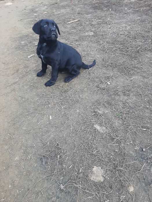 Cane corso negru