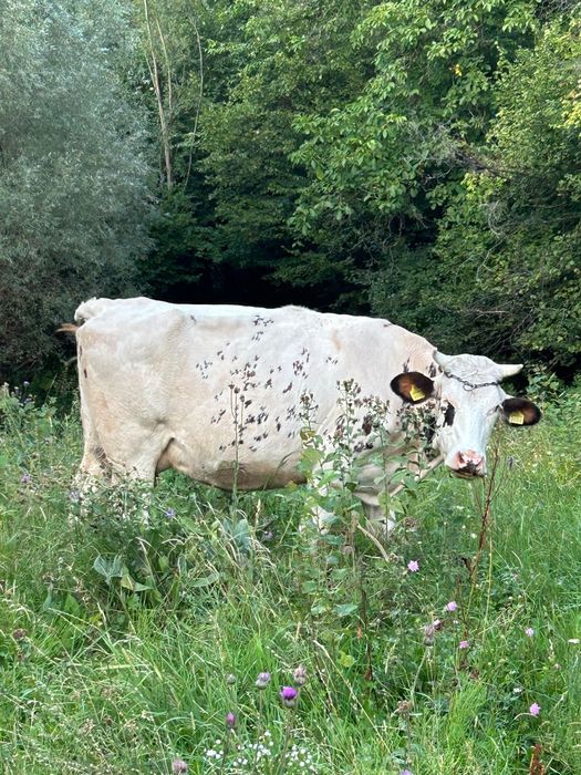 Vând 2 vaci împreună sau separat