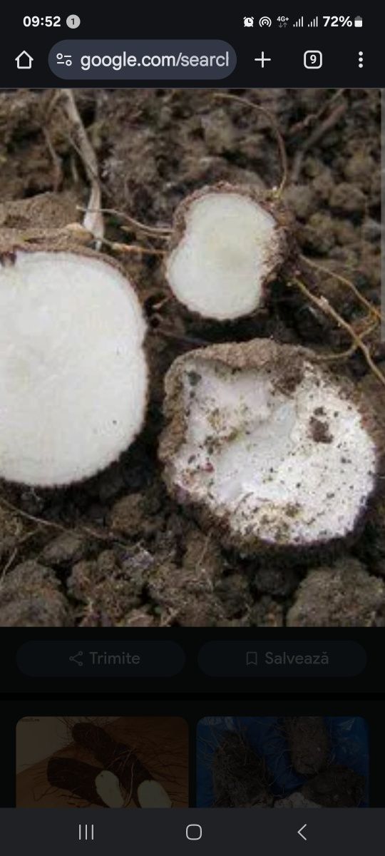 Vand Plante untul pământului detalii