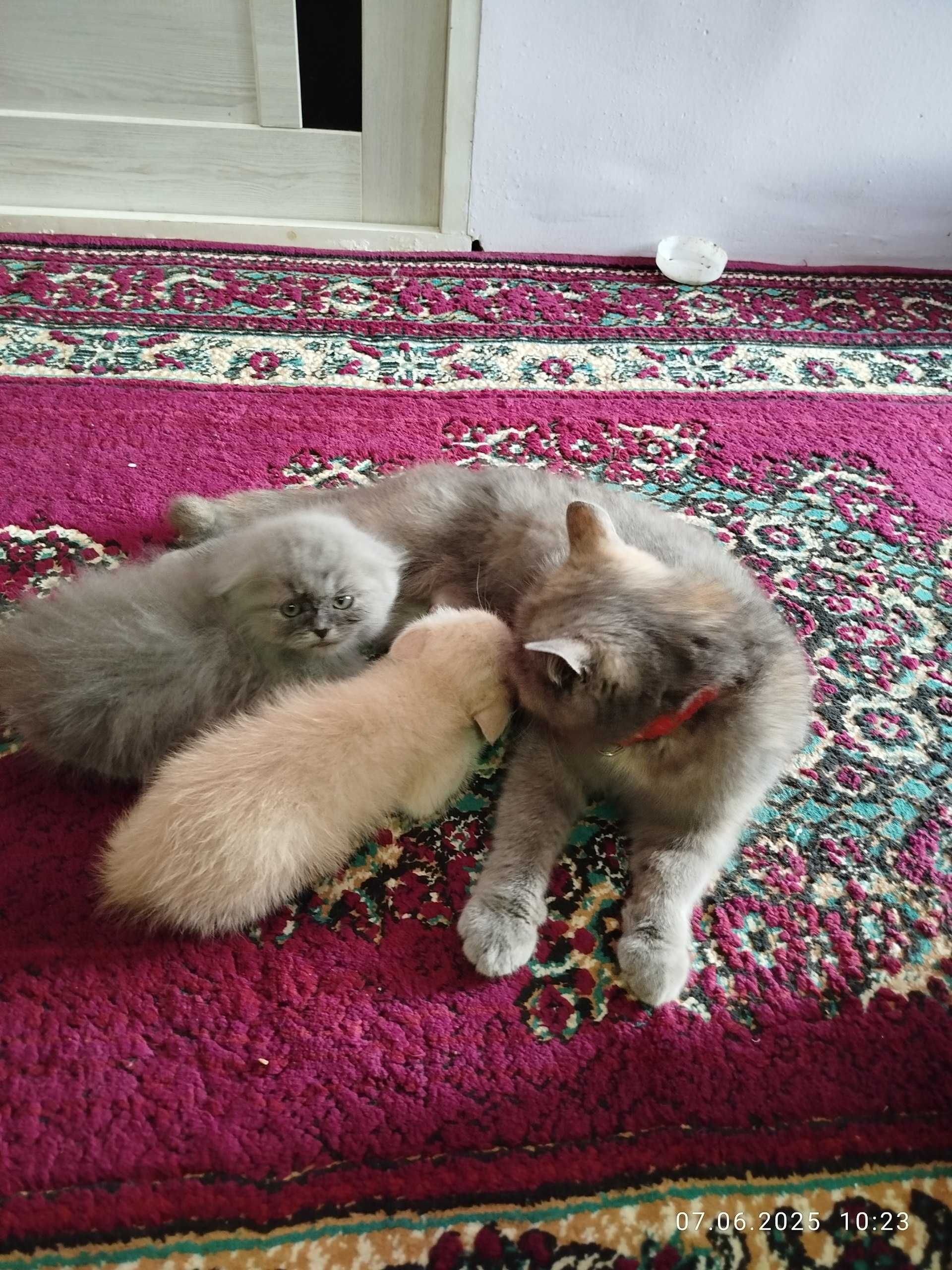 Продоються чисто породные котята Скотиш Фолд и Скотиш Страйт