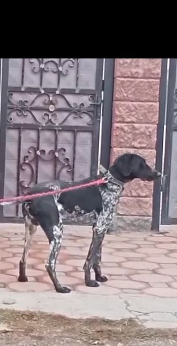 Курцхар еркек сатылады