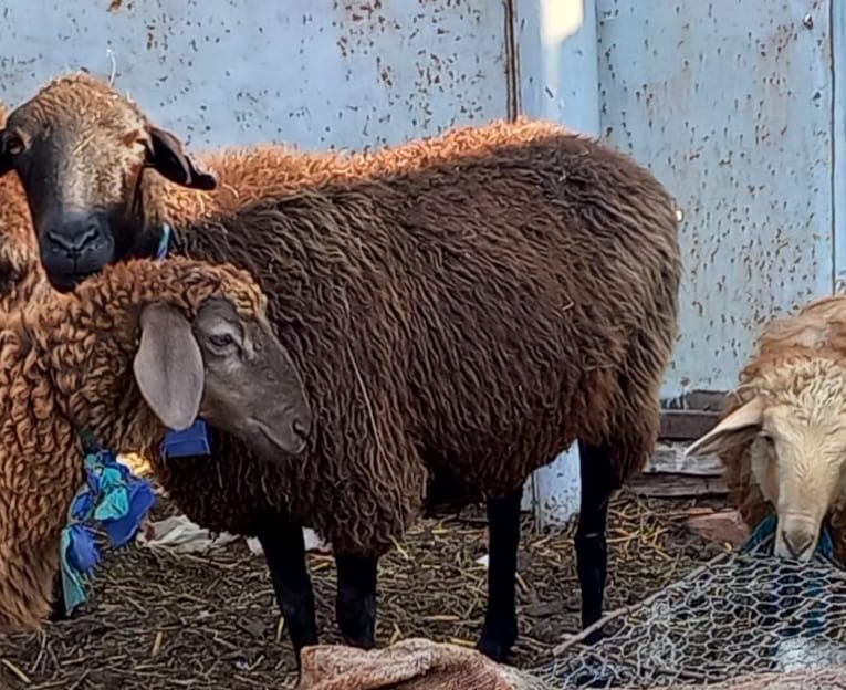 Продам баранов Заречное