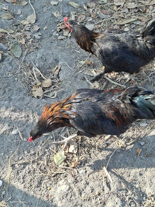 Кора товуклар домашний