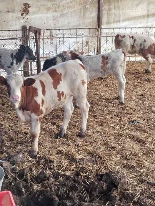 Vând viței bălțați și belgieni