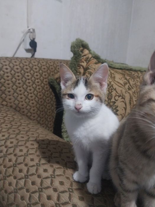 котята 3мес , 2 девочки,  и 1 мальчикобработанные от блох и паразитов