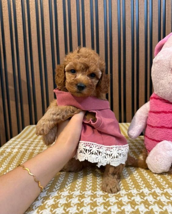 Готовятся,к продажи щенки мальтипу