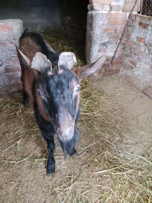 Vind țap alpin francez