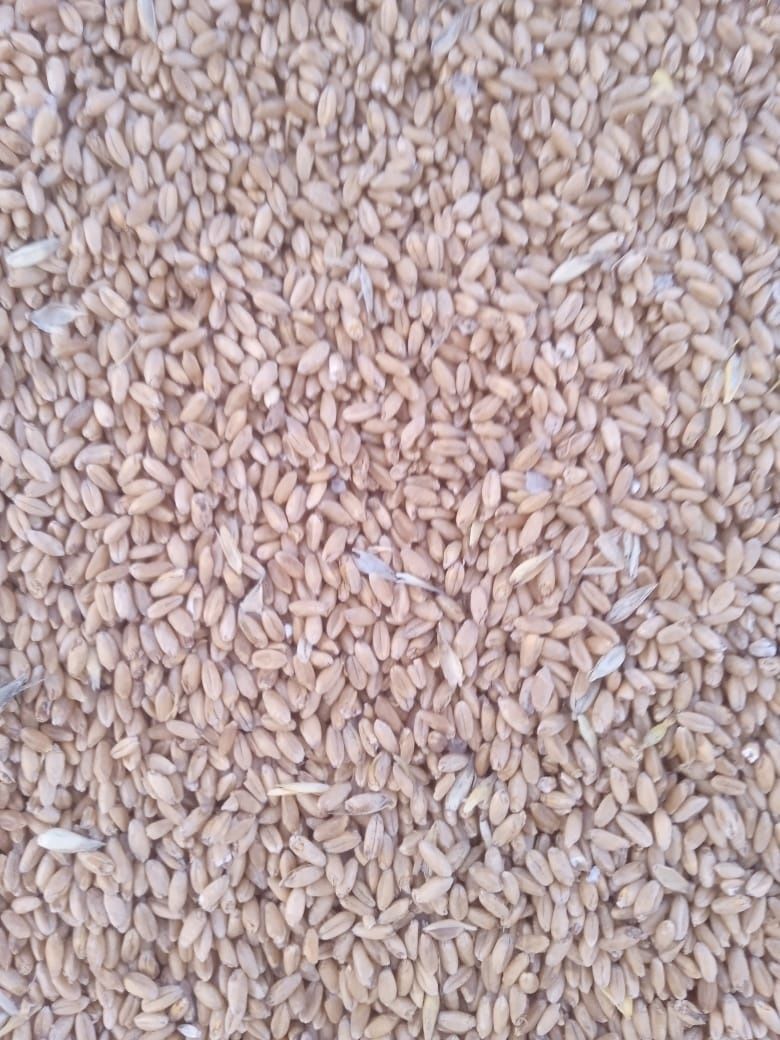 Продам чистую сухую пшеницу без запаха