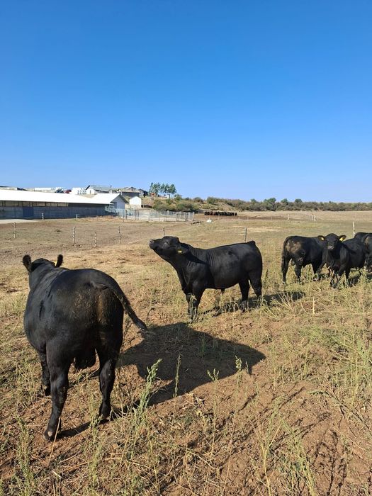 Vând tauri reproducție rasa Anerdeen Angus