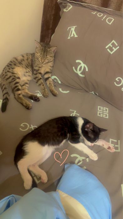 Домашние кошки .