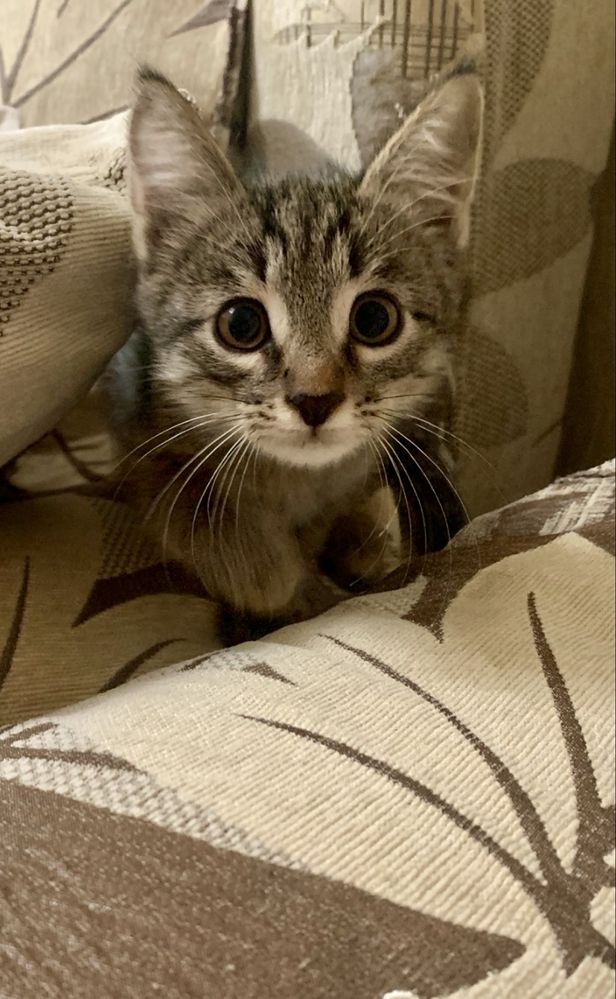 Котята в ответственные руки