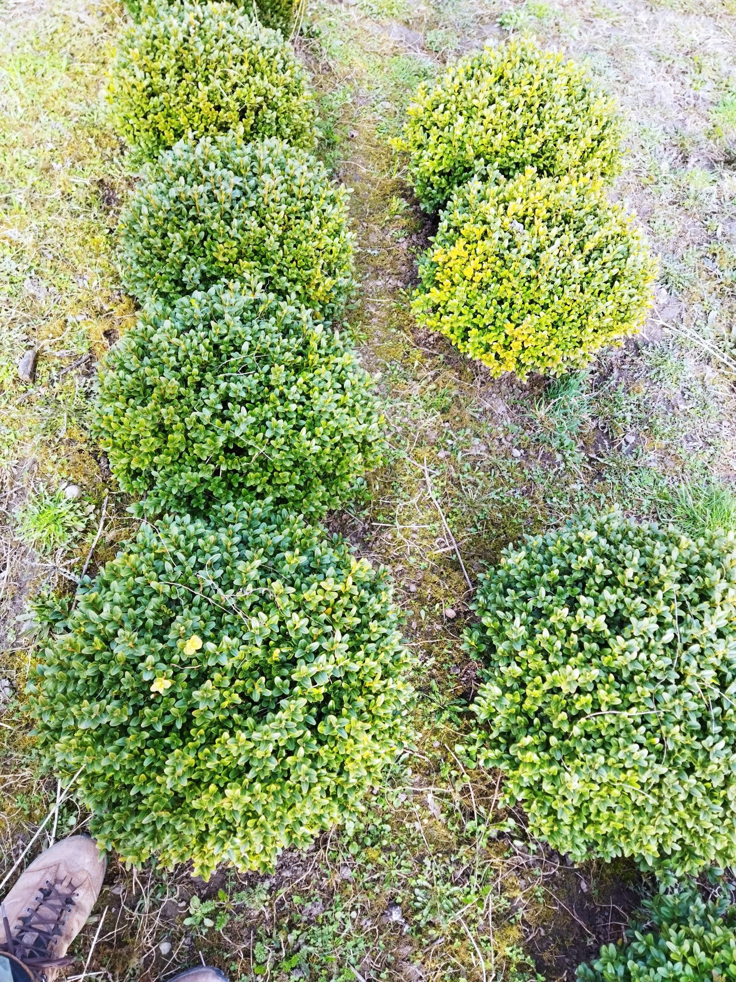 Buxus sempervires glob