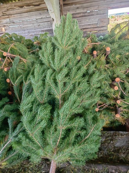 Сосна новогодняя живая оптом