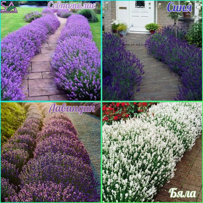 Лавандула и Българска Маслодайна Роза-саксии