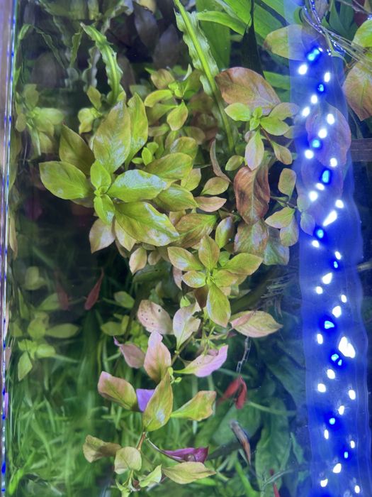 Продам аквариумные растения