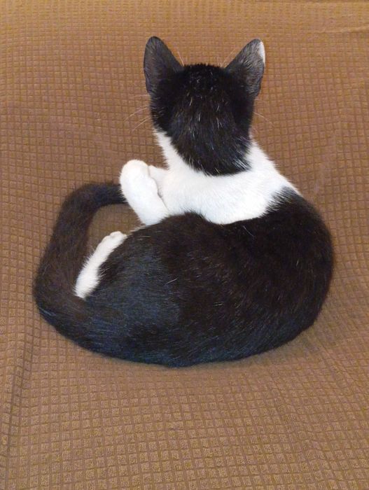 Adopție gratis pui pisica 6 luni, spalata, deparazitata, blanda