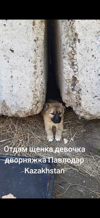 Отдам щенка девочка,дворняжка,сад весна за веснетом