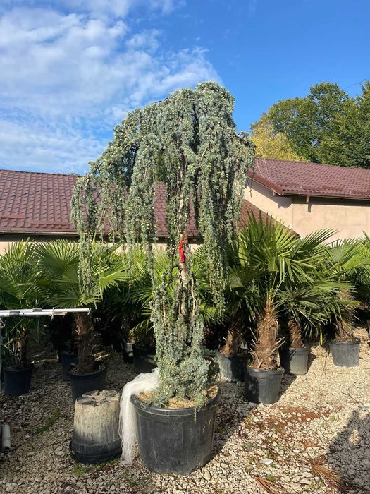 Maslin Secular 100 de ani , Cedru Palmieri, Buxus