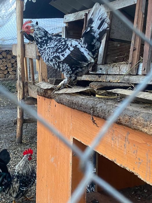 Găinușe de vînzare