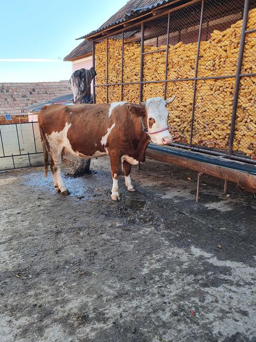 Juninca gestanta  de vânzare