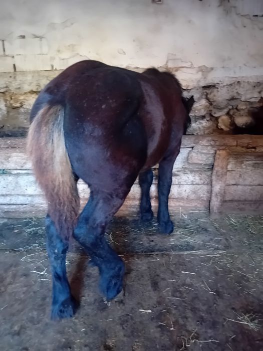 Vând mânz de 5 luni din părinți grei