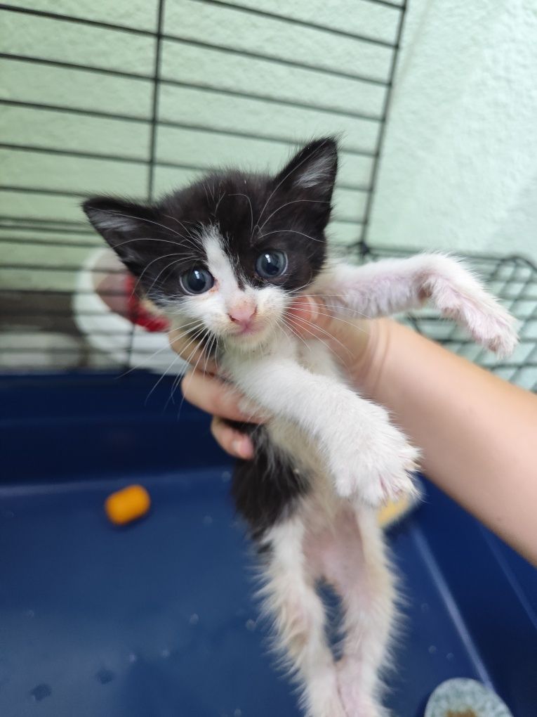 Подарявам котенце