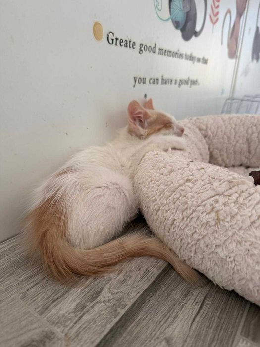 Adoptie pisicuta - ia ma acasa si te voi iubi neconditionat