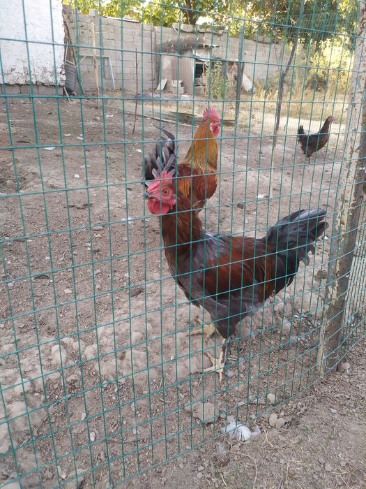 Xo'rozla sotiladi