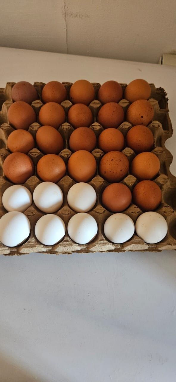 ПРОДАМ яйцо домашние