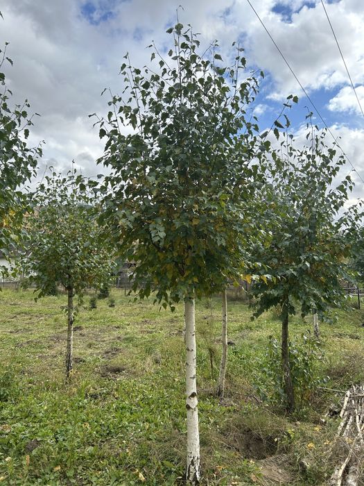 Mesteacan de mari dimensiuni