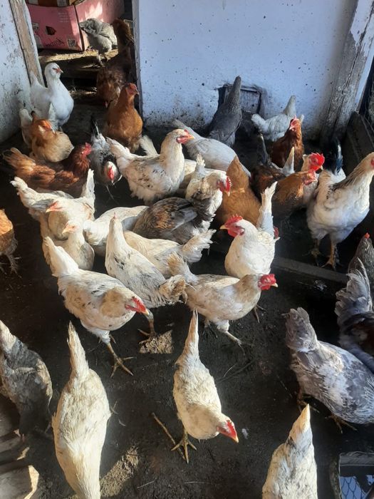 Продается куры и молодняк