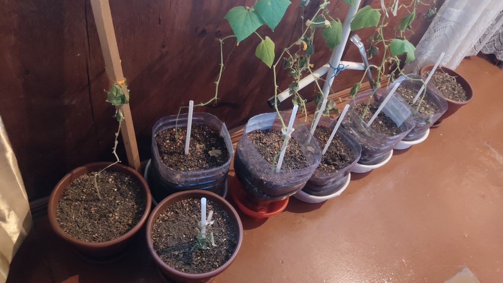 Продаю горшки 5-10 л с землей для посадок цветов,растений