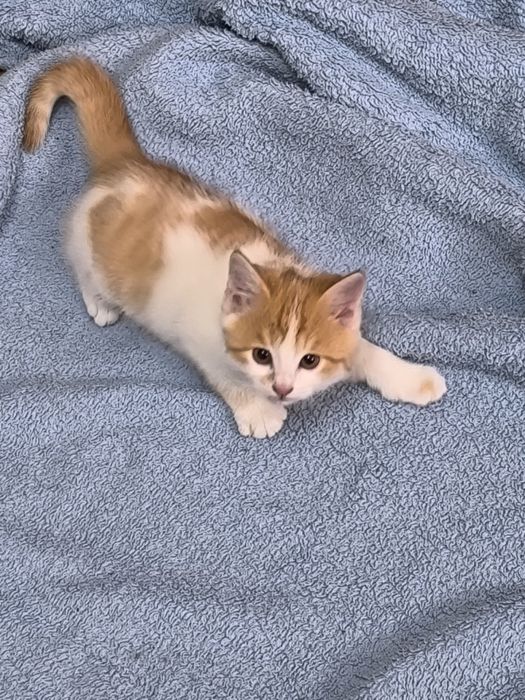 Отдаем милых рыжих котят в добрые руки