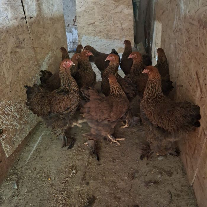 Gainuse Brahma tineret