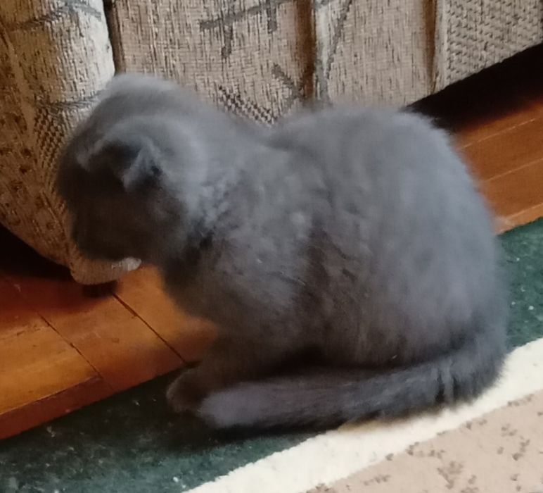 Вислоухие скотиш фолд котята