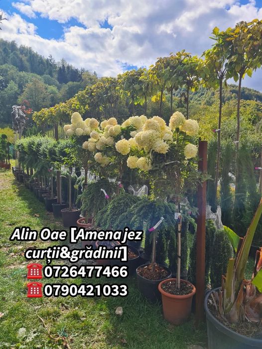 Plante ornamentale de grădină