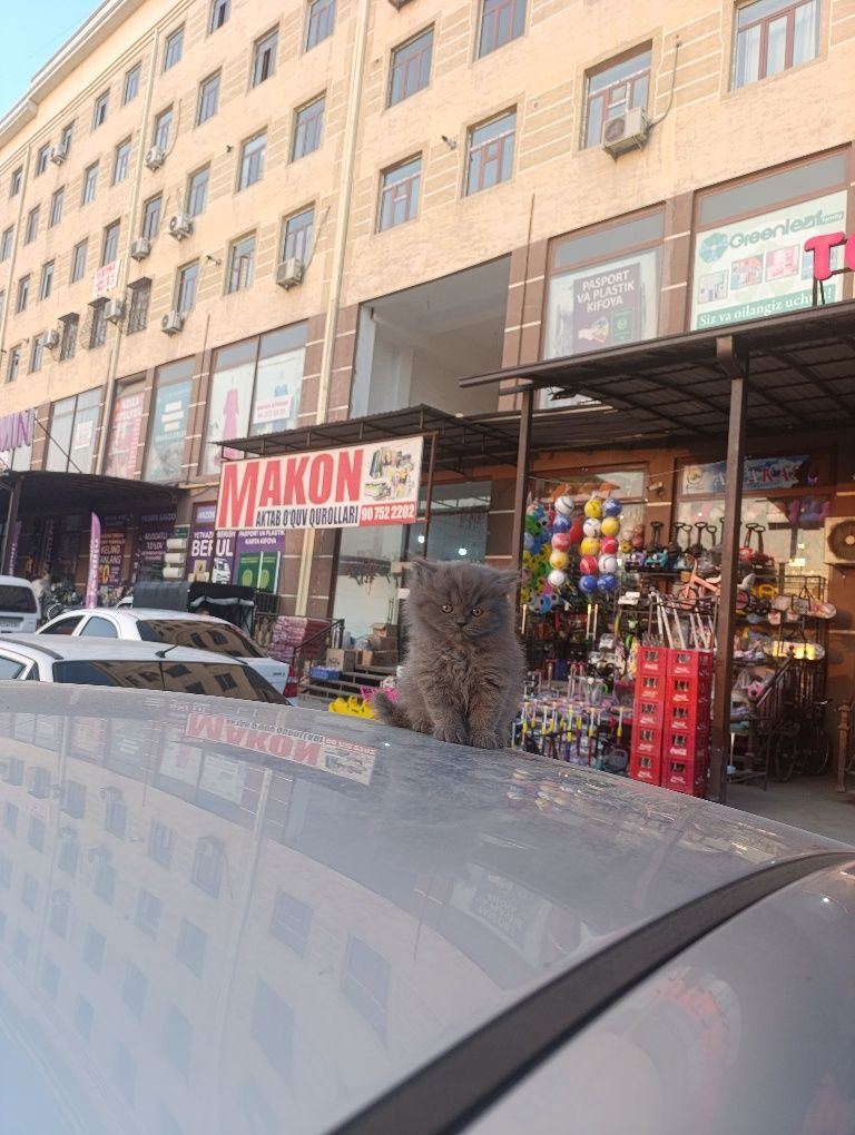 Mushuk lar sotiladi