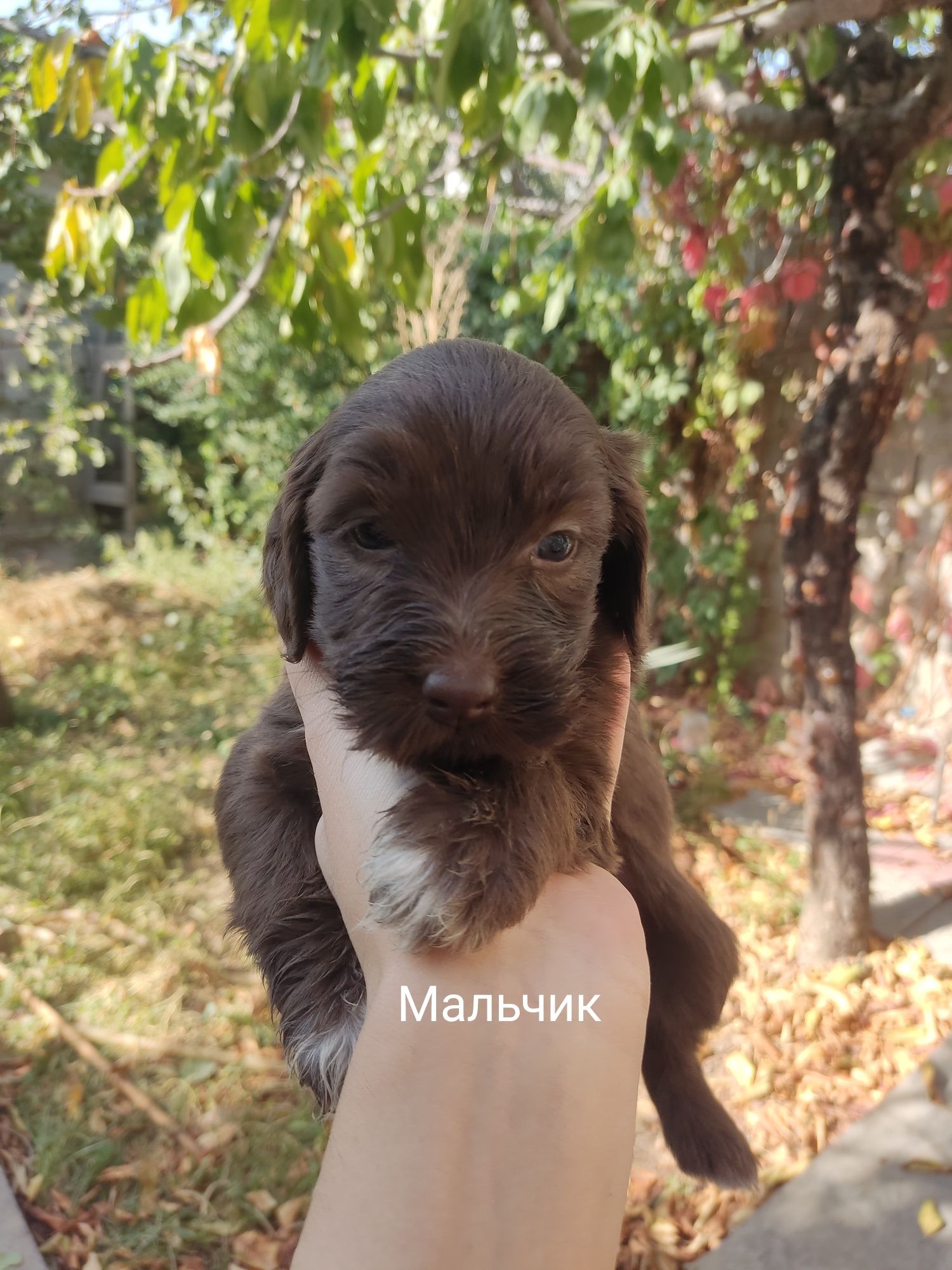 Бесплатно отдам в хорошие руки щенков