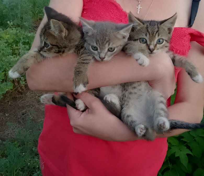 Котята бесплатно