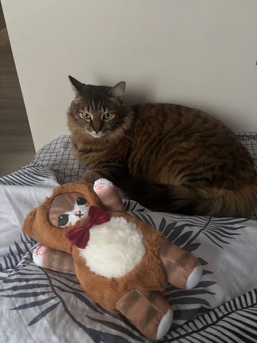 Отдам кота в добрые руки