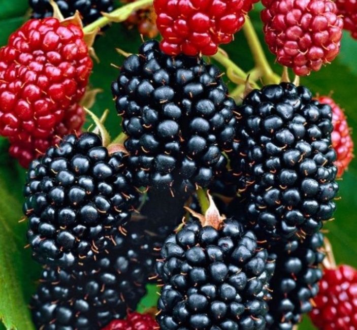 Butasi de mur soiul tronfree soi fără spinii