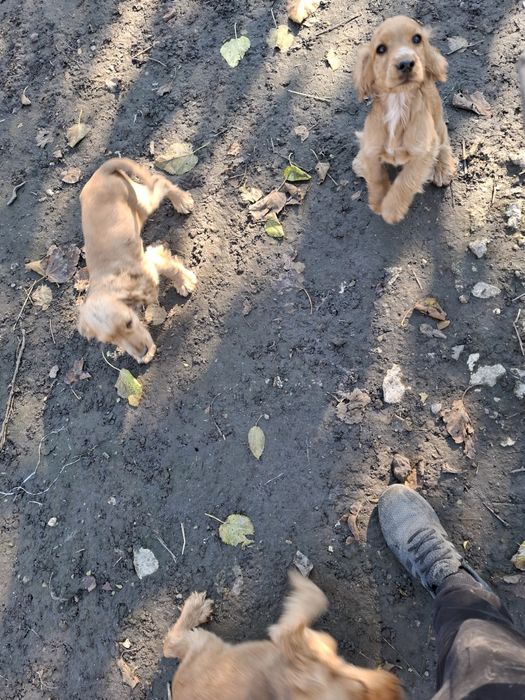 Кученца английски кокершпоньол